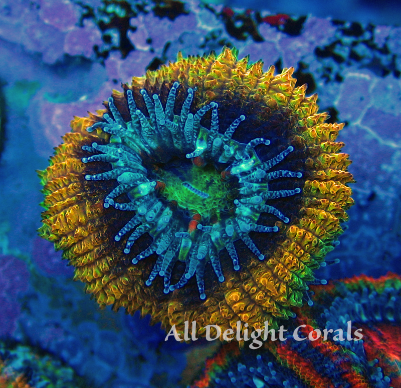 Iconic Collection — AllDelightCorals.com